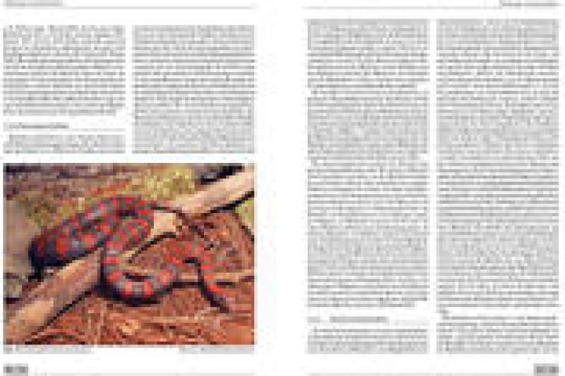 Preview: Experimentelle Untersuchung zum Sozialverhalten von Lampropeltis mexicana